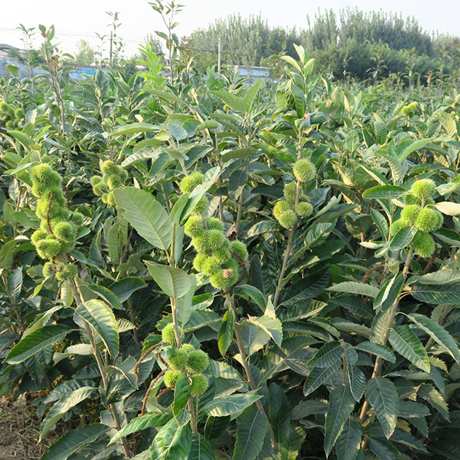 板栗苗多少錢一棵?板栗苗哪個品種最好? 板栗苗多少錢一棵?板栗苗哪個品種最好?