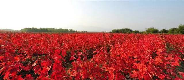 1673162027127273.jpg 三季紅.jpg