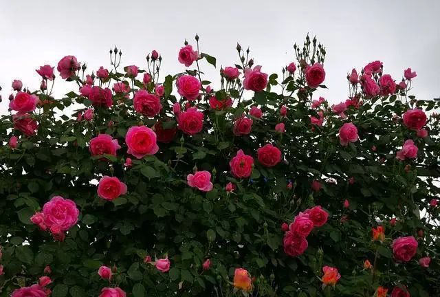 1673162522599247.jpg 微信圖片_20221126211553.jpg