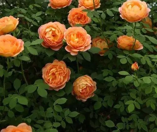 1673162528569997.jpg 微信圖片_20221126211610.jpg