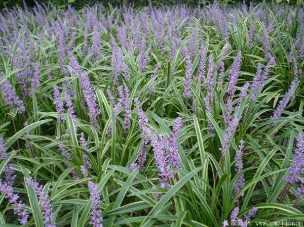 1673825138871991.jpg 1-1F41Z91623H0.jpg