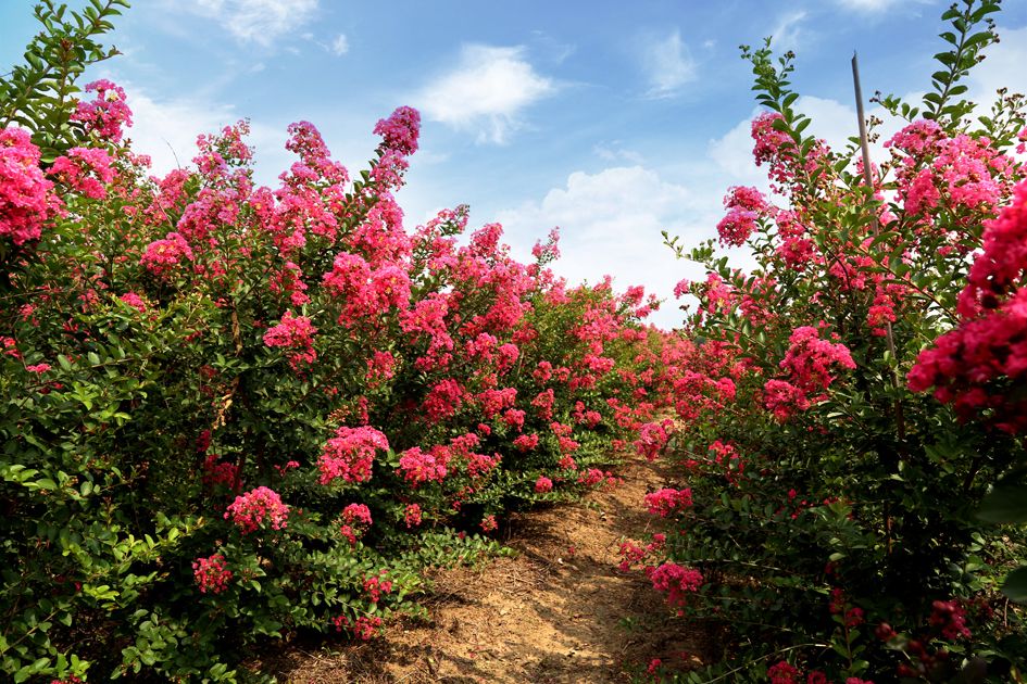 1673825520377463.jpg 國(guó)旗紅紫薇.jpg