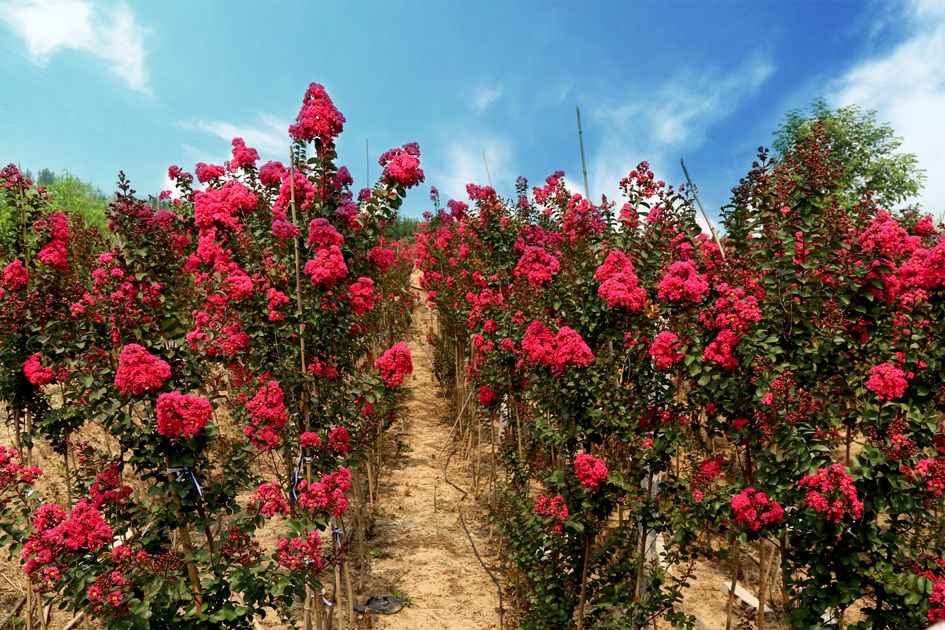 1673825527275816.jpg 國(guó)旗紅紫薇2.jpg