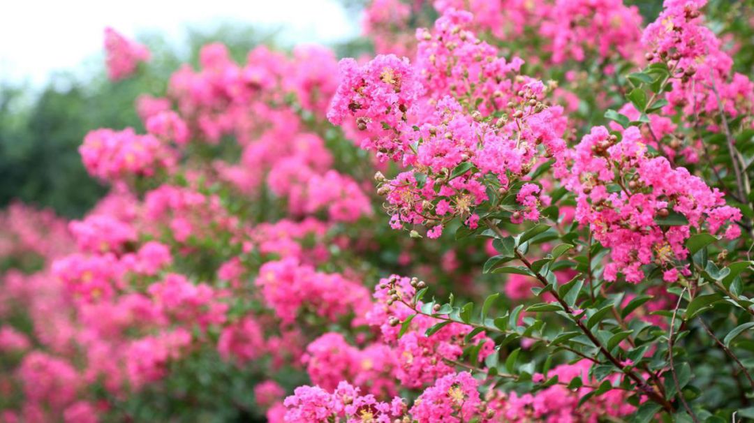 1673825534840104.jpg 國(guó)旗紅紫薇3.jpg