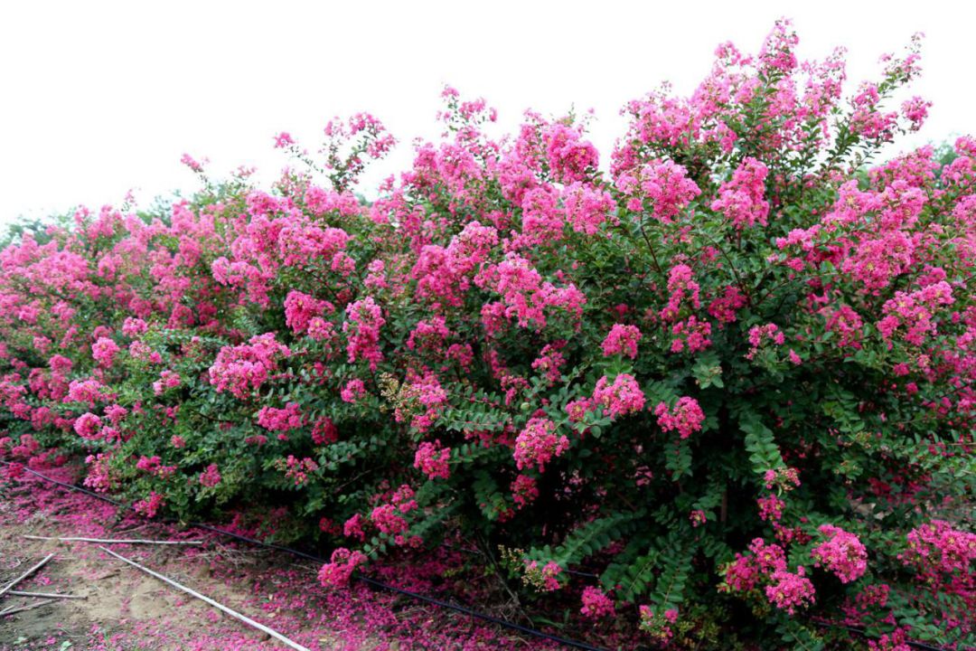 1673825542846154.jpg 國(guó)旗紅紫薇4.jpg