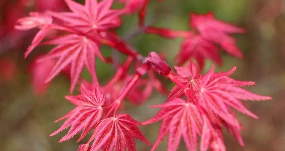 1675518744548554.jpg 紅舞姬.jpg