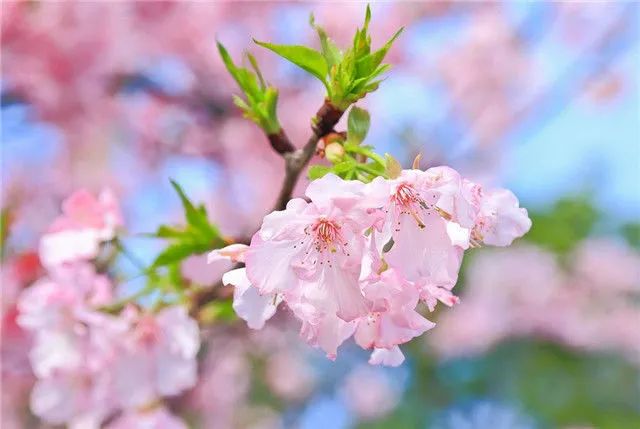 1676583336665134.jpg 雛菊櫻.jpg