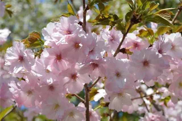 1676583363777619.jpg 郁金櫻.jpg