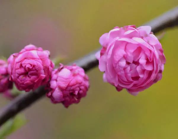 1676584276608900.jpg 微信圖片_20230207004526.jpg