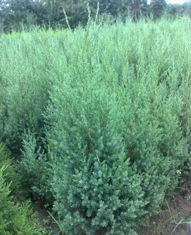 1676892884711709.jpg 北京檜2.jpg