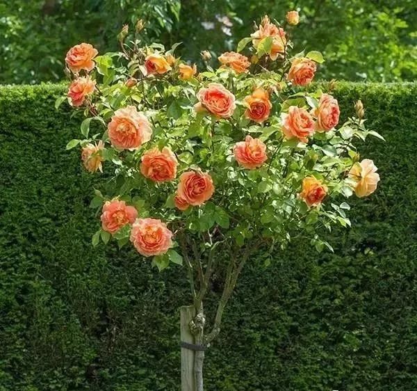 1676894089762527.jpg 微信圖片_20230211070237.jpg