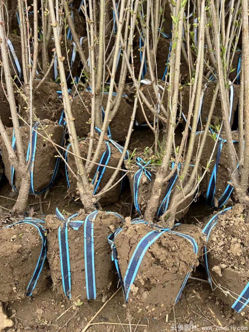 叢生榆葉梅 叢生榆葉梅