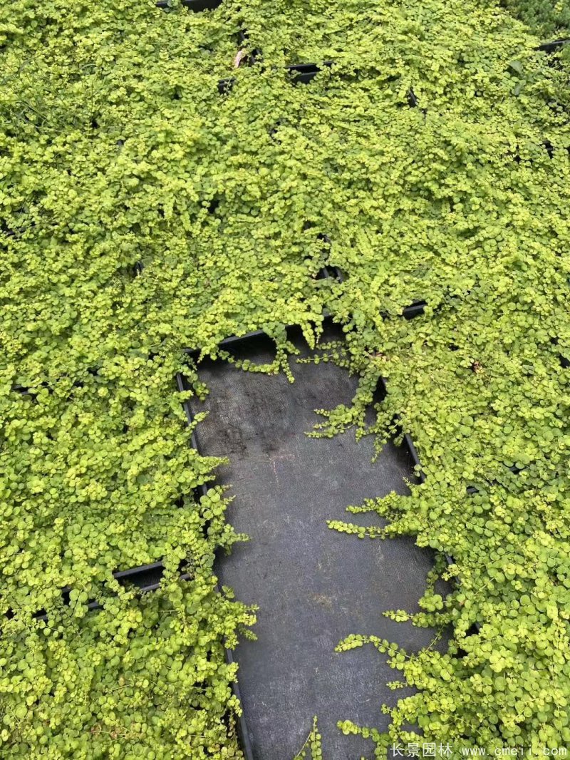 金葉過路黃 金葉過路黃