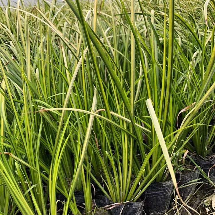 金葉石菖蒲 金葉石菖蒲