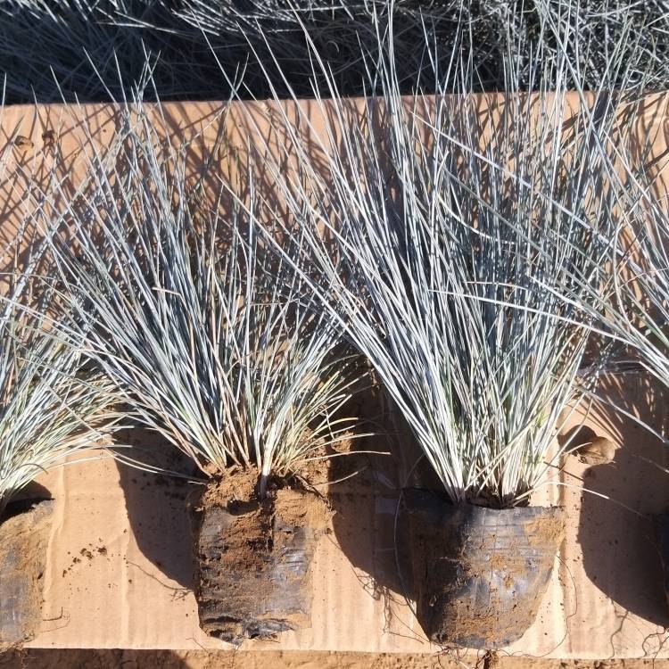 藍(lán)羊茅盆苗 藍(lán)羊茅盆苗