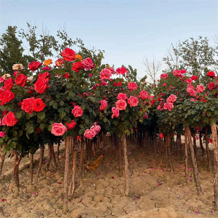玫瑰樹(shù) 玫瑰樹(shù)