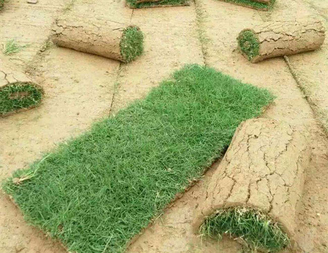 矮生百慕大和果嶺草哪個(gè)好?百慕大與果嶺草區(qū)別