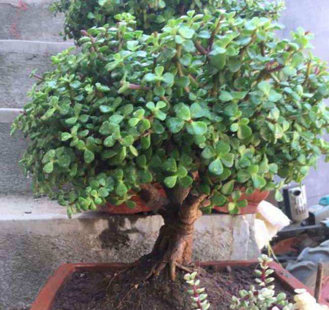 5種便宜花卉，越養越值錢