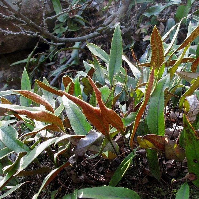 石韋的功效與作用有哪些？石韋種植前景怎么樣？