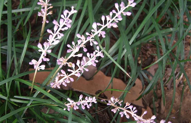 耐陰草坪品種有哪些?喜陰的草坪植物介紹