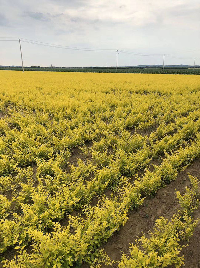 什么是白榆?家榆和白榆有什么區別?