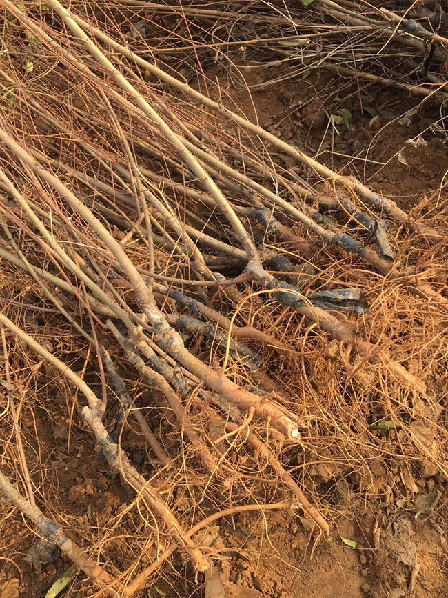 什么是白榆?家榆和白榆有什么區別?