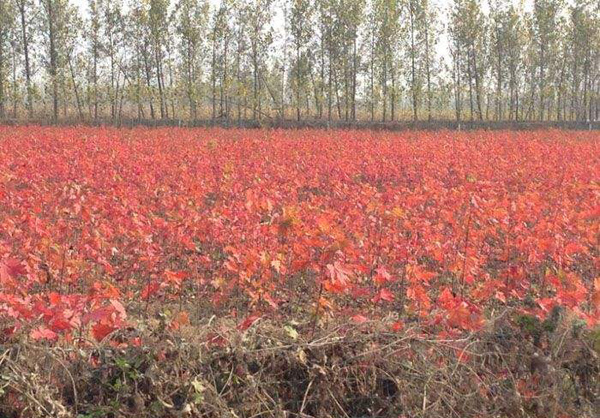 美國紅楓幼苗