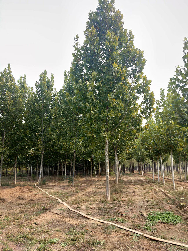 法國梧桐樹苗多少錢一顆