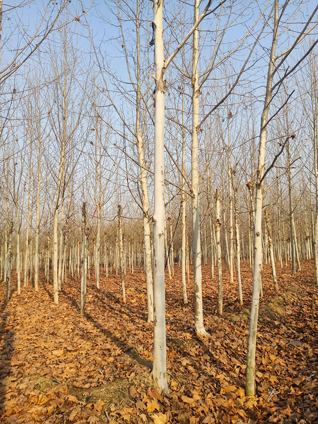 法國梧桐樹苗多少錢一顆