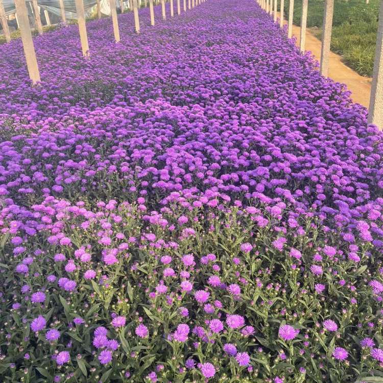 丹麥翠菊荷蘭菊重瓣紫苑 丹麥翠菊荷蘭菊重瓣紫苑