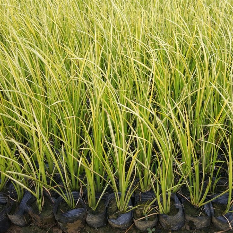 金葉石菖蒲 金葉石菖蒲