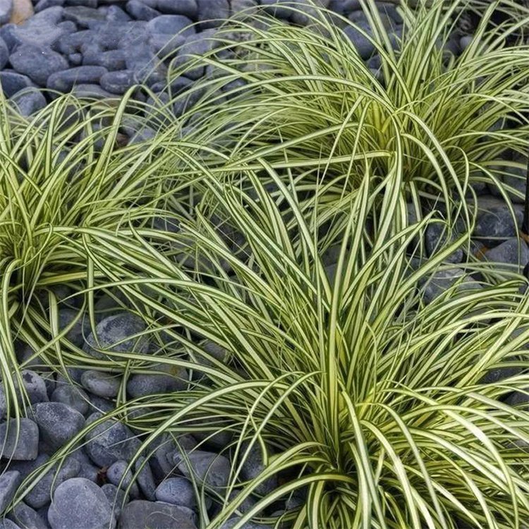 金葉苔草 來自長景園林 金葉苔草 來自長景園林