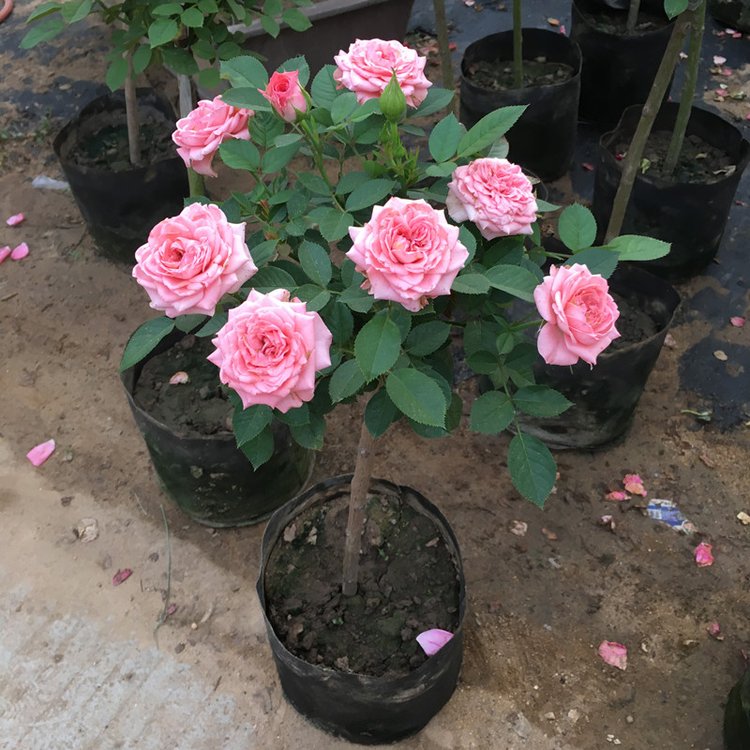 玫瑰樹(shù) 玫瑰樹(shù)