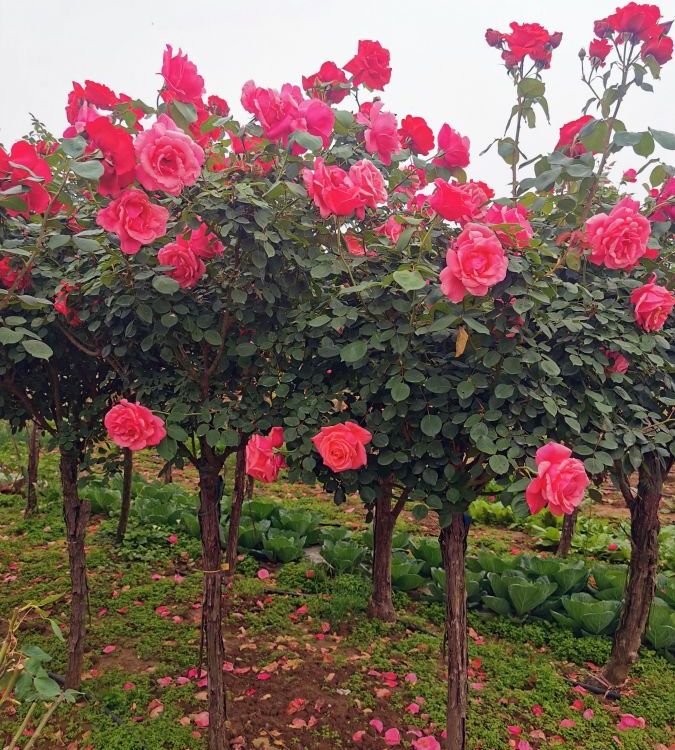 玫瑰樹(shù) 玫瑰樹(shù)