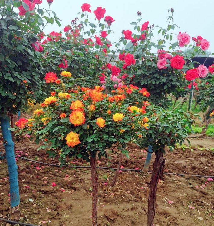 玫瑰樹(shù) 玫瑰樹(shù)
