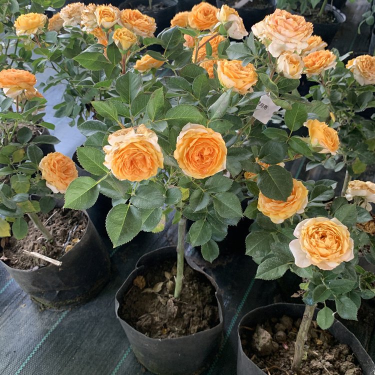 玫瑰樹(shù) 玫瑰樹(shù)