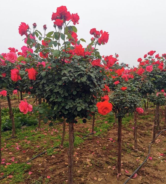 玫瑰樹(shù) 玫瑰樹(shù)