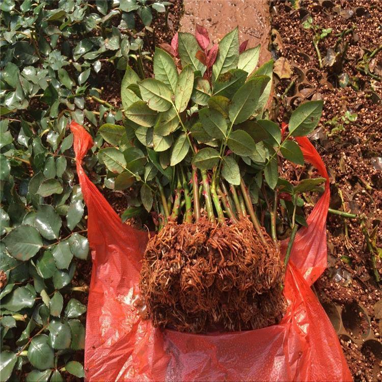 玫瑰樹(shù)小苗 玫瑰樹(shù)小苗