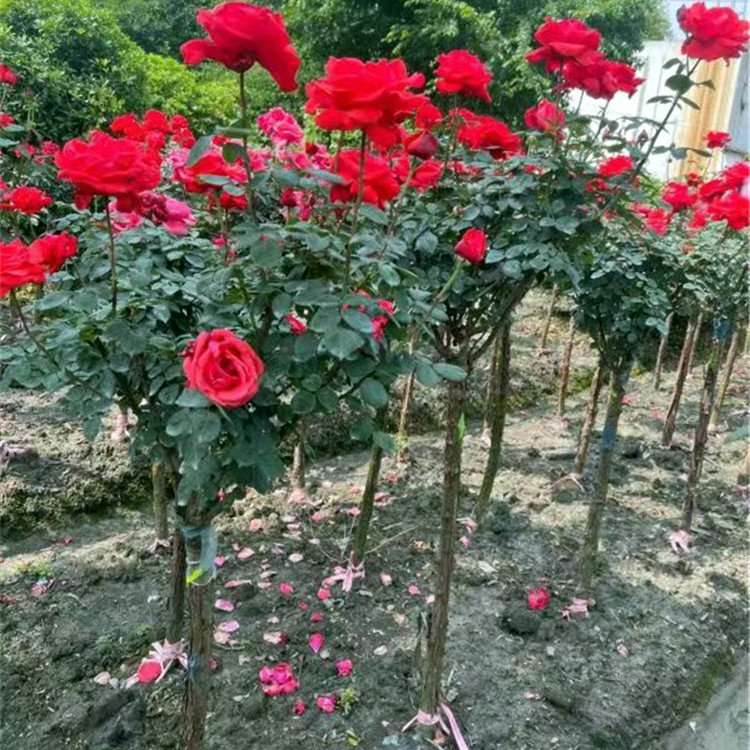 玫瑰樹(shù) 玫瑰樹(shù)