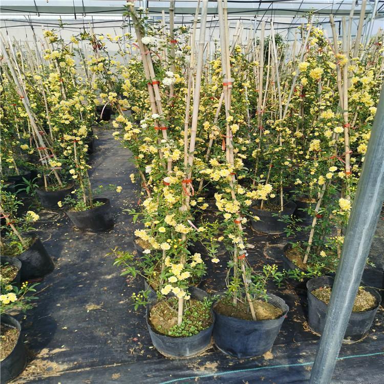 黃色木香 黃色木香